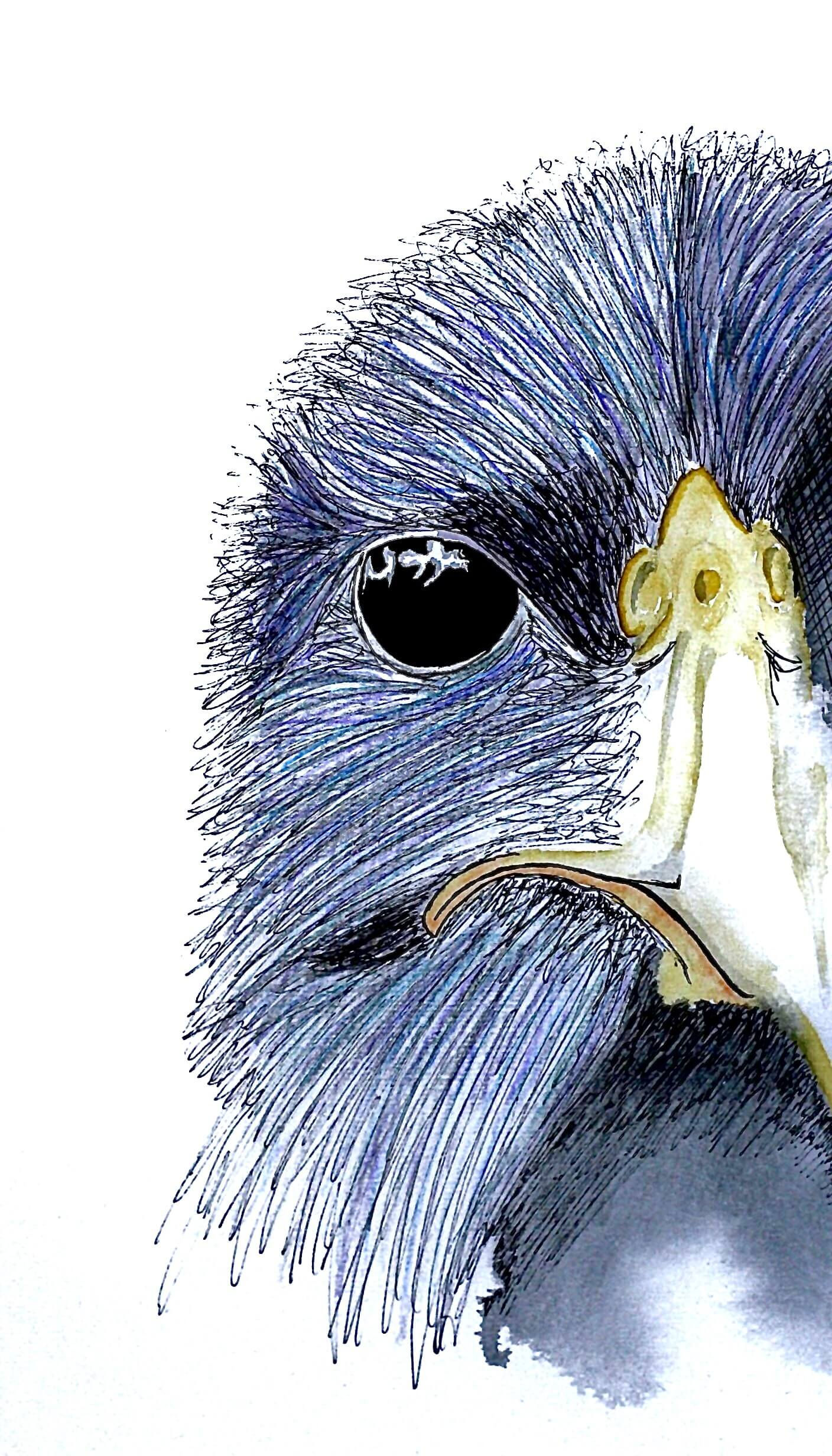 Raven (2)