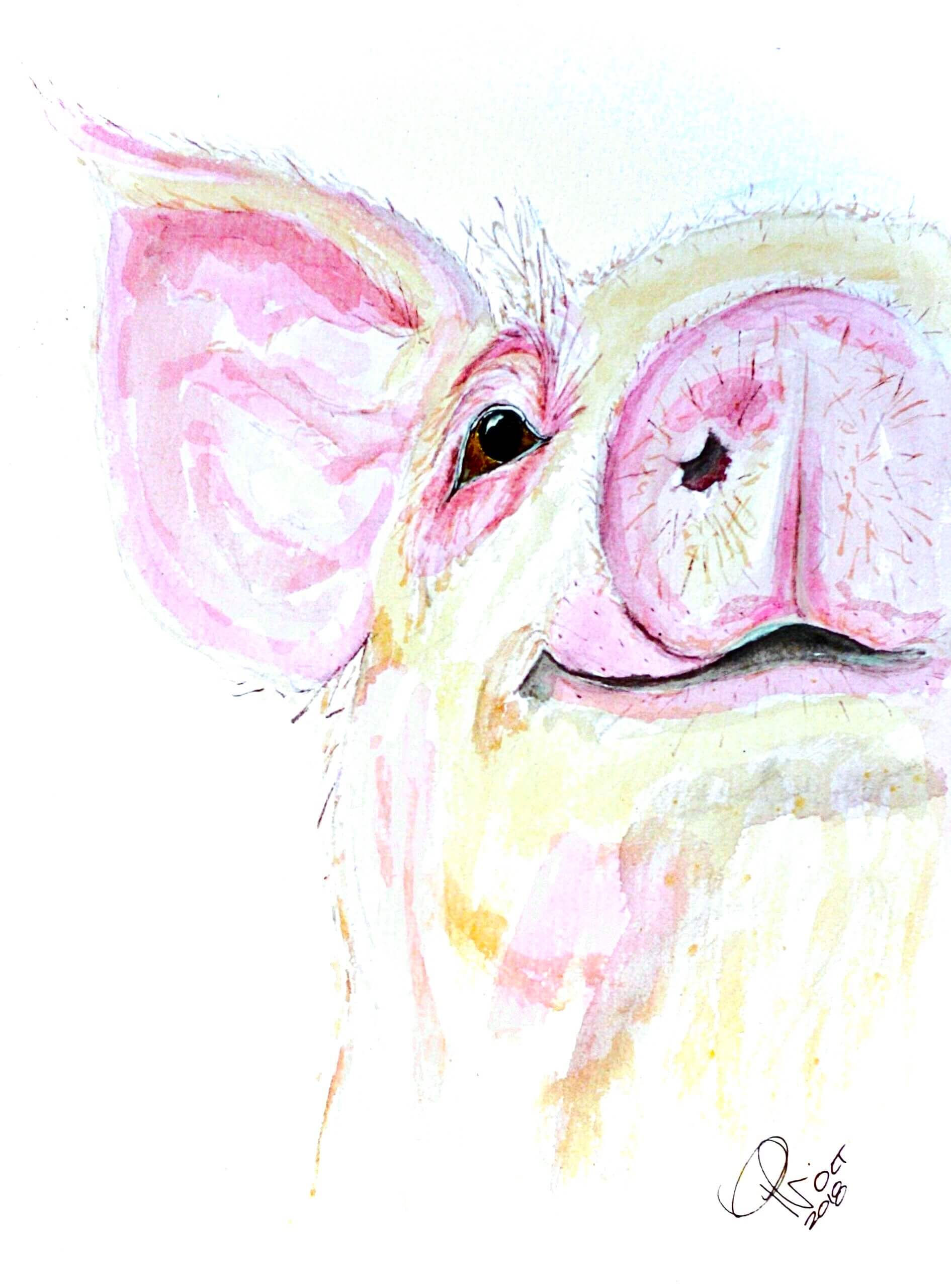 Friendly Pig