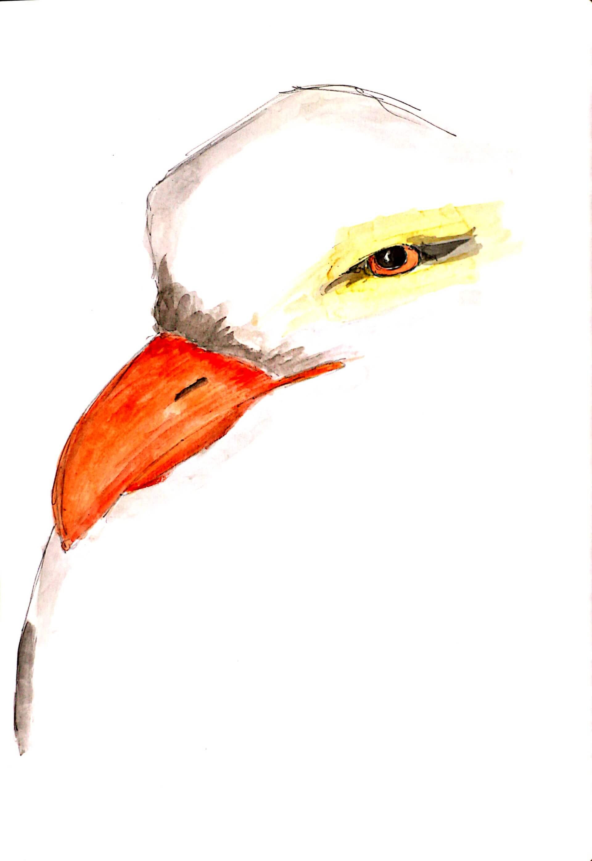 seagull