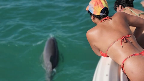 Dolphin watching boat charter Key West