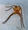 Giant Crab Spider