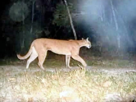 Onça-parda é registrada por câmeras em Parque Natural de Volta Redonda