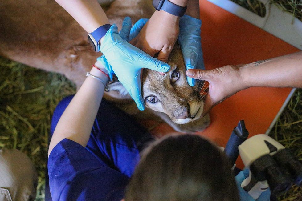 Onça-parda resgatada passa por exames no Zoo-VR