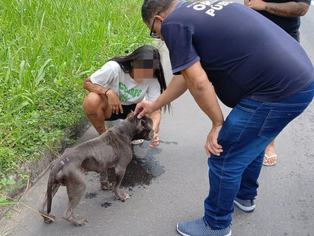 Ordem Pública auxilia no resgate de pitbull abandonado à margem de rodovia em Volta Redonda
