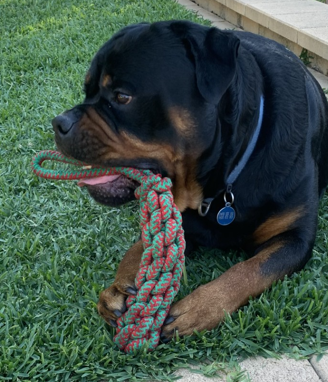 Thumbnail: Cob & Handle - Cotton Rope