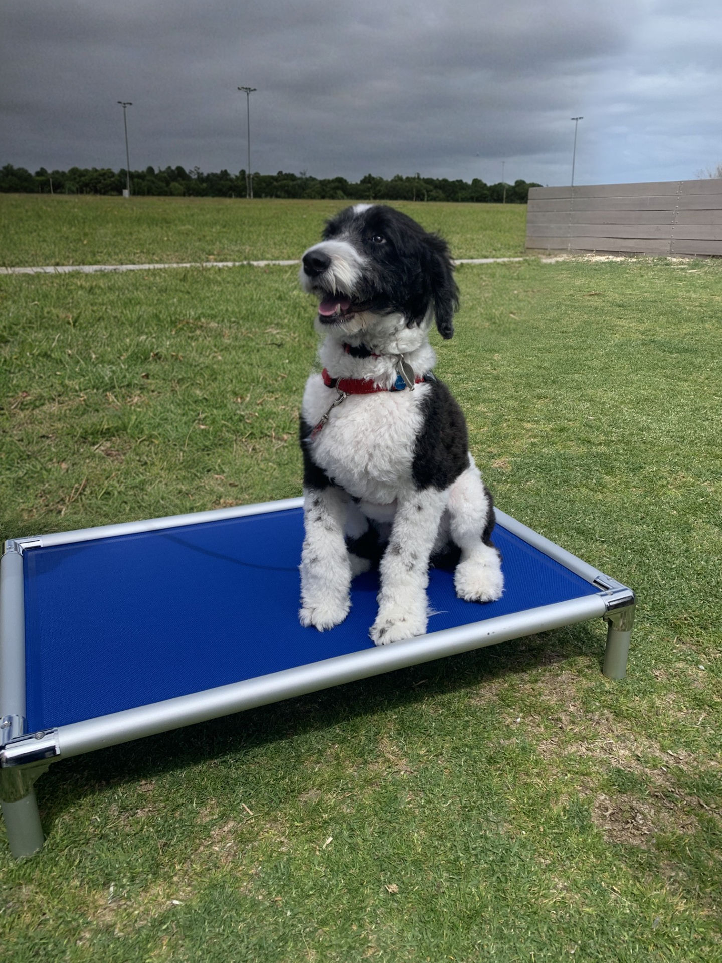 Ultra Tuff Stuff Silver Frame Bed - Medium