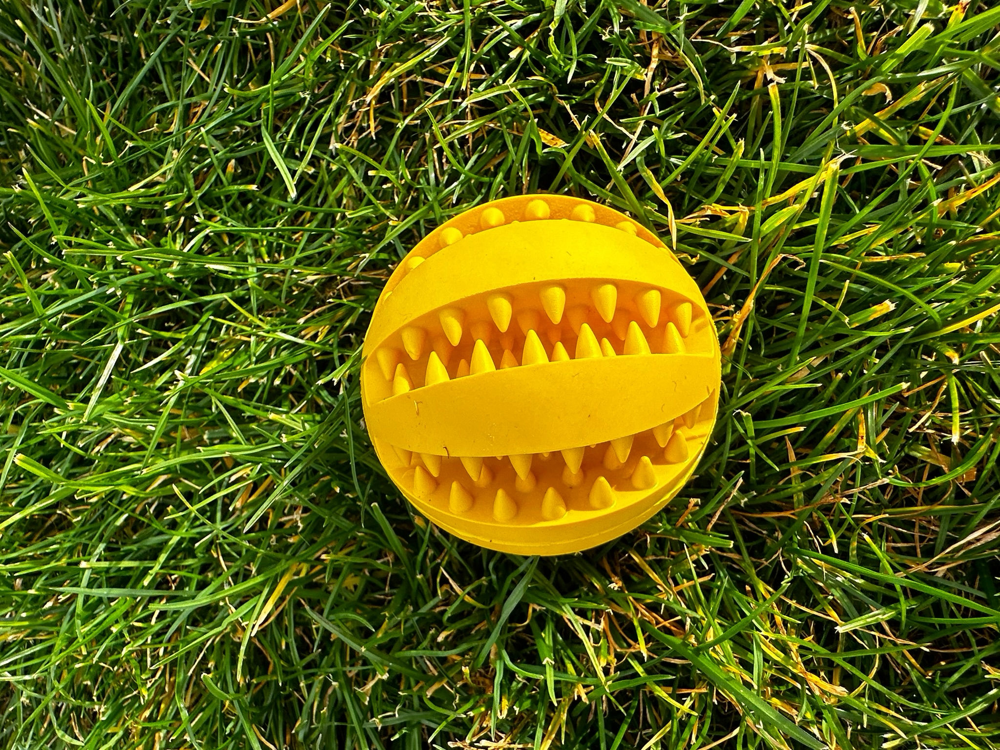 Medium Dental Ball - Natural Rubber