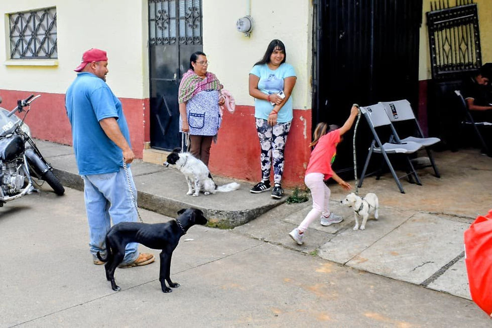 Realizan campaña gratuita de esterilización en Coeneo para promover el bienestar animal