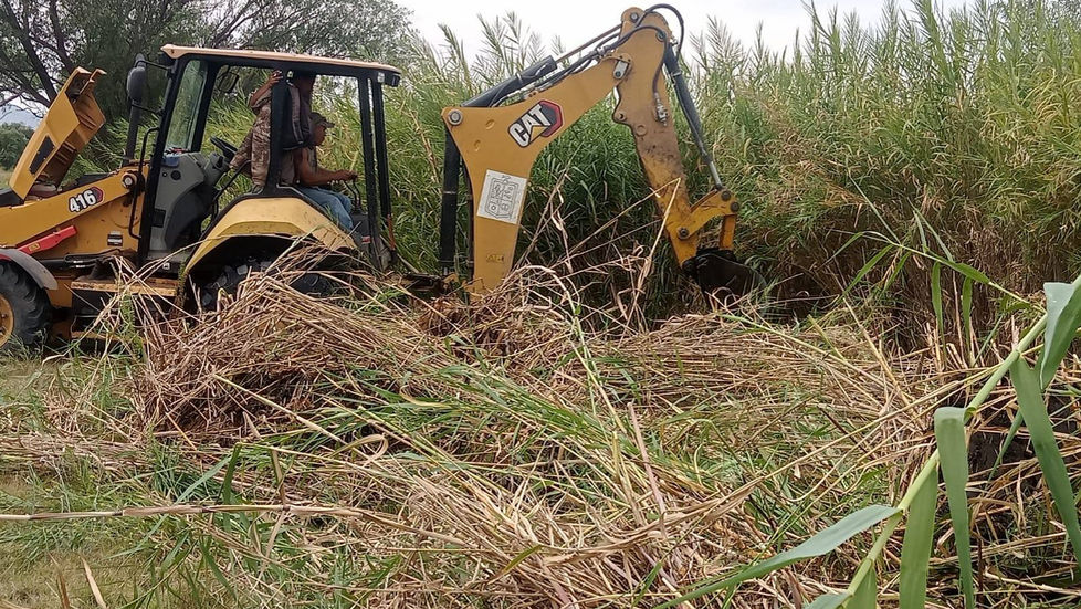 Realizan trabajos de desazolve en canal de desagüe del Ejido de Coeneo