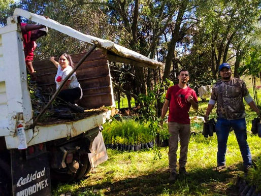 Invitación a la Comunidad a Adoptar un Árbol en el Municipio de Purépero