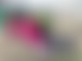 Zacapu, único municipio en Michoacán, con Jornadas de Esterilización continuas