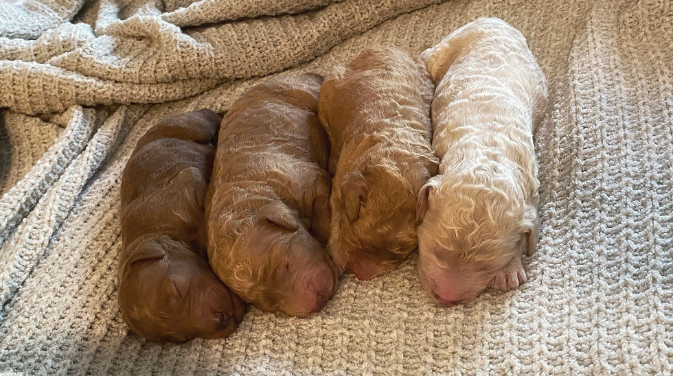 Rose, Sarah, John B, JJ