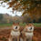 Thumbnail: Green lead on two shiba inu
