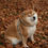 Thumbnail: Green lead on dog front