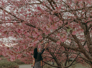 A florada das cerejeiras em Curitiba está chegando
