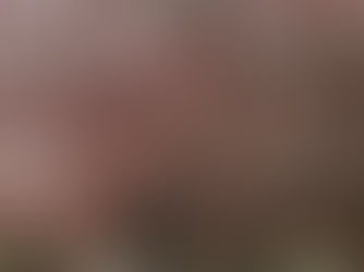 A florada das cerejeiras em Curitiba está chegando