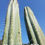 Thumbnail: PPK.22.62 Pachanoi Vilcabamba B x Macrogonus Path to Ruin San Pedro Cactus Seeds