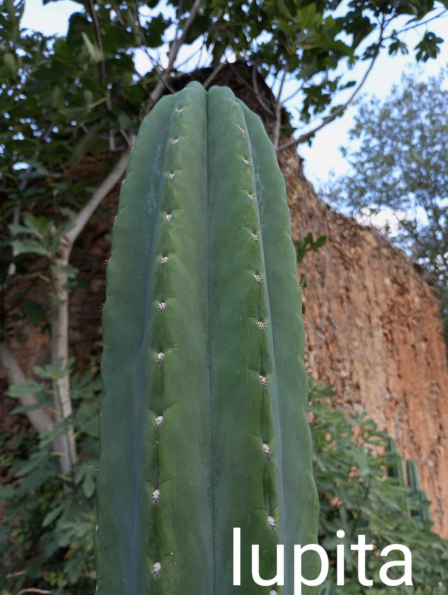 PPK178 - Pachanoi 'Lupita' x Pachanoi 'MT01 Clone 1'