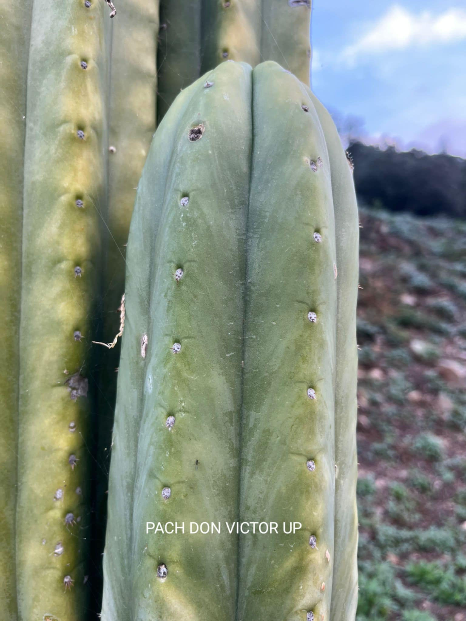 PPK97 - Pachanoi 'Don Victor up' x Pachanoi 'Huancayo'