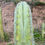 Thumbnail: PPK248 - Peruvianus 'Roseii 1' x Pachanoi 'Bazooka'