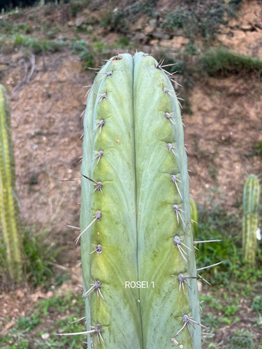 PPK248 - Peruvianus 'Roseii 1' x Pachanoi 'Bazooka'