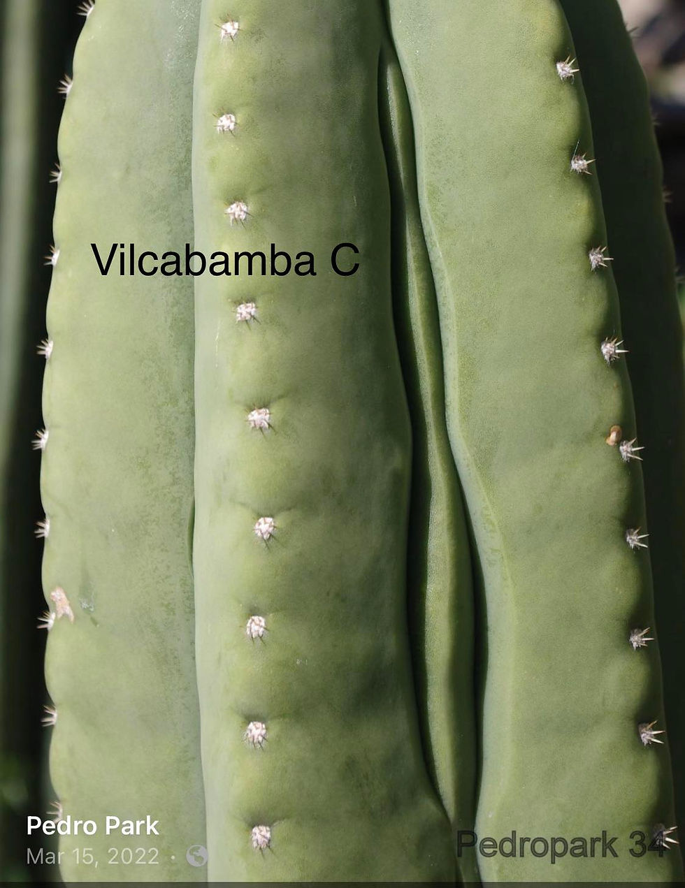 PPK.23.54 Pachanoi Vilcabamba C x Bridgesii Ribshifter seed