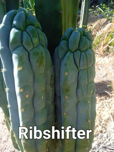 PPK034 - Bridgesii 'Ribshifter' x Scopulicola 'Cactus Culture'