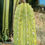 Thumbnail: PPK103 - Pachanoi 'Fields x Rosei 1' x 'SASS Terscheckii'