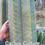 Thumbnail: PPK.23.85 Scopulicola Cactus Culture x Bridgesii Ribshifter seed
