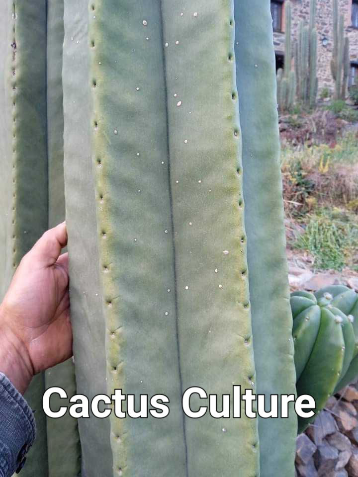PPK.23.85 Scopulicola Cactus Culture x Bridgesii Ribshifter seed