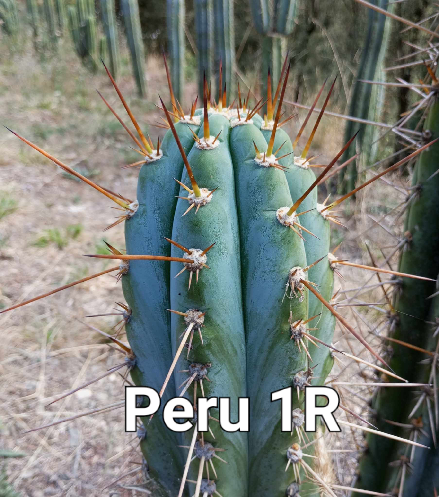 PPK.23.72 Peruvianus Matucana 1R x Peruvianus Fechser seed