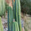 Thumbnail: PPK.23.49 Pachanoi Lima Flower Market (LFM) x Pachanoi TPQC seed