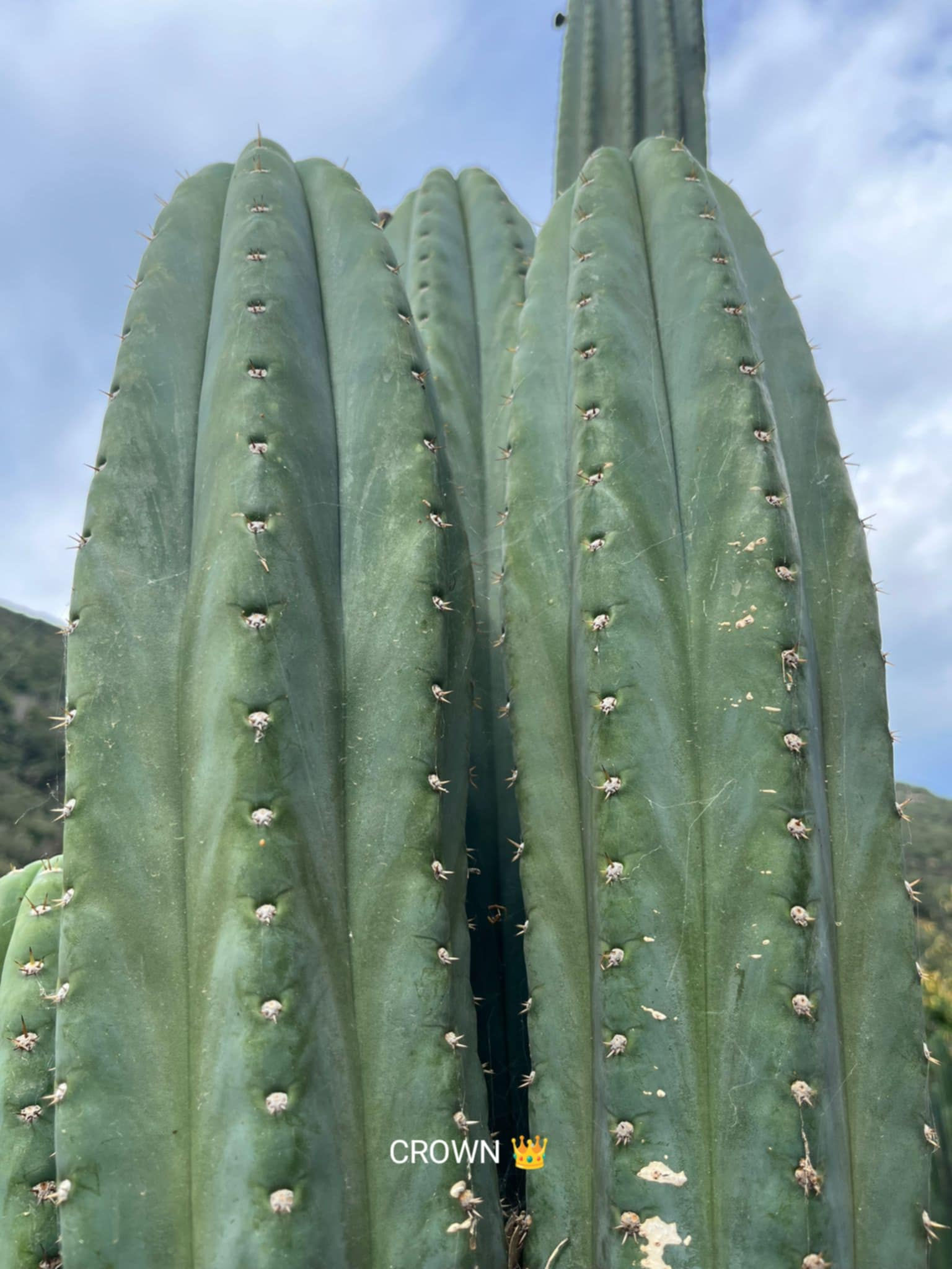 PPK88 - Pachanoi 'Crown' x Pachanoi 'House'