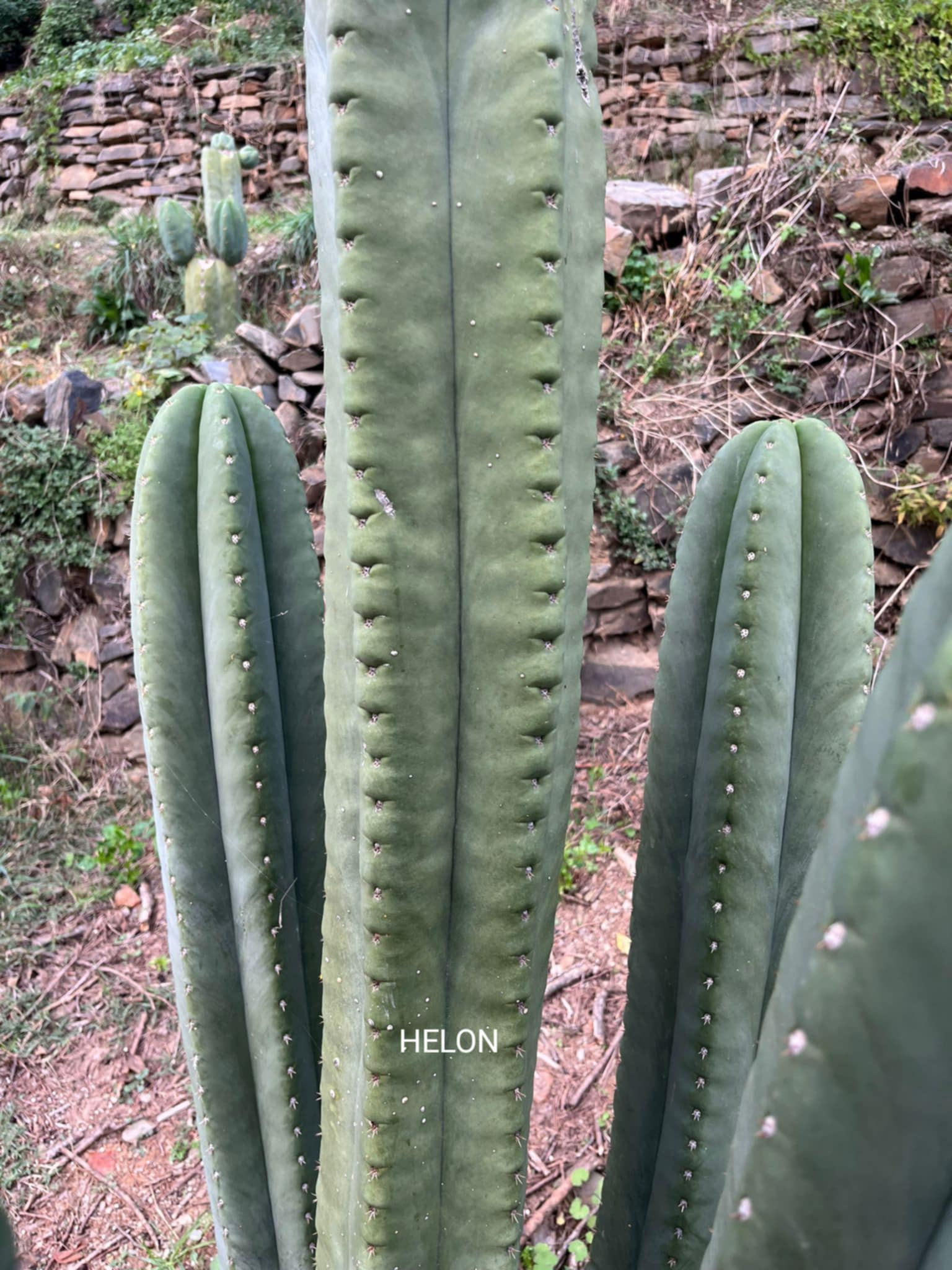 PPK050 - Cordobensis 'Helon' x 'ScopTPM'