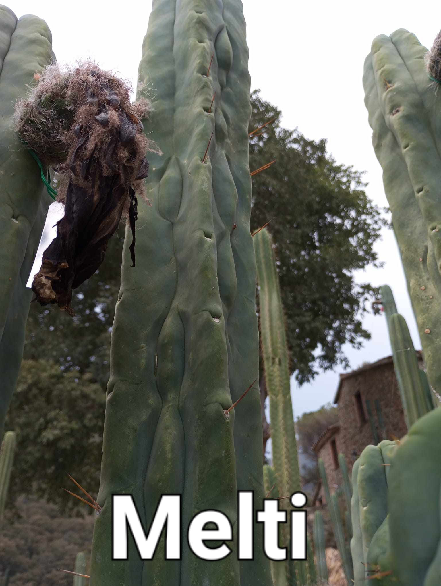 PPK011 - Bridgesii 'Melti' x Scopulicola 'Cactus Culture'