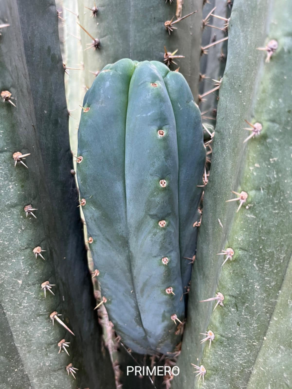 PPK188 - Pachanoi 'Primero' x Pachanoi 'Crown'