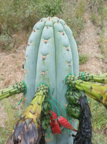 マッドジョンソン DRAGONBOY『デジタルナンバーCACTUS』2018年 PPK339 - Peruvianus 'MT17 Ultraviolet' x 'Flying Dragon'' | RMF Cactus