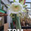 Thumbnail: PPK.23.12 Bridgesii Melti x TBM-A  - Fruit 1 seed