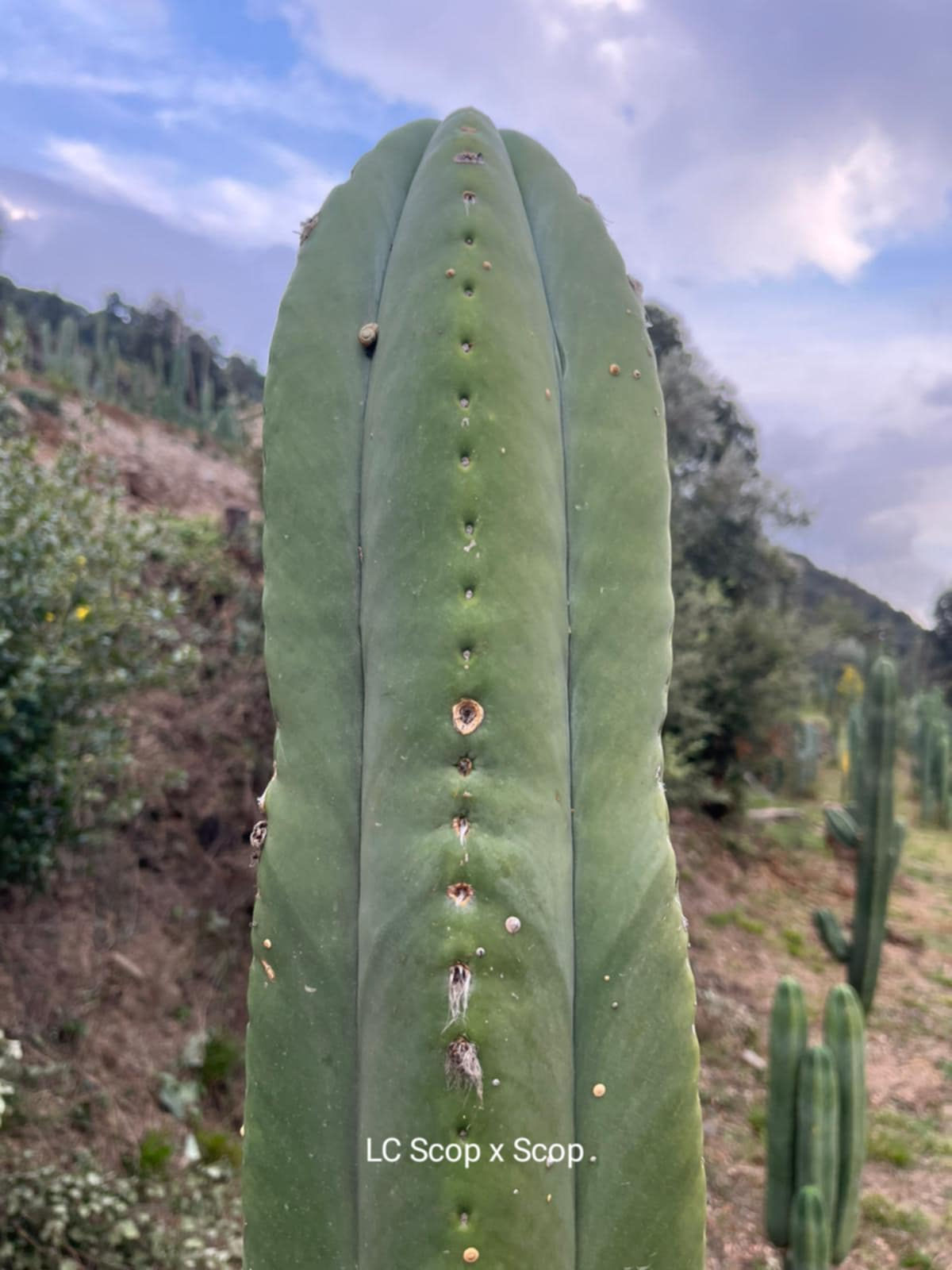 PPK066 - 'LCScop x Scop' x Peruvianus 'Rosei 1'