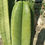 Thumbnail: PPK.22.93 Scopulicola Cactus Culture x Scopulicola Tudo seed