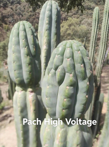 PPK126 - Pachanoi 'High Voltage' x Pachanoi 'JuulsHuancabamba'