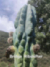 PPK008- Bridgesii 'Melti' x Bridgesii 'Ribshifter'