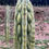 Thumbnail: PPK064 - 'LancePsycho0' x Bridgesii 'Ribshifter'