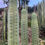 Thumbnail: PPK005 - Bridgesii 'BG HH' x Pachanoi 'Rosignol'