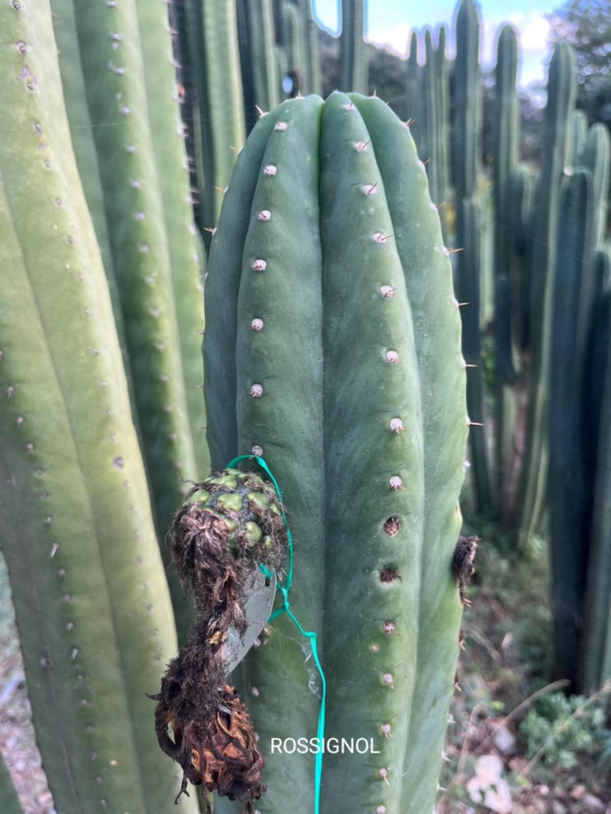 PPK005 - Bridgesii 'BG HH' x Pachanoi 'Rosignol'