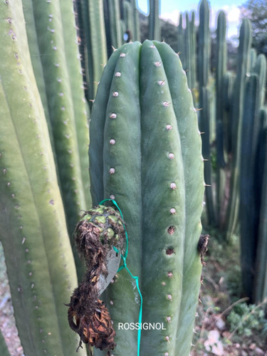 PPK005 - Bridgesii 'BG HH' x Pachanoi 'Rosignol'