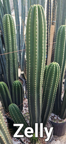 10. Zelly x Lee seeds | RMF Cactus