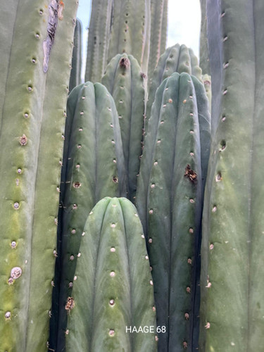 PPK110 - Pachanoi 'Haage 68' x Pachanoi 'Juanita'