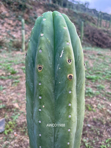 PPK068 - Pachanoi 'AWCO1988' x Pachanoi 'High Voltage'