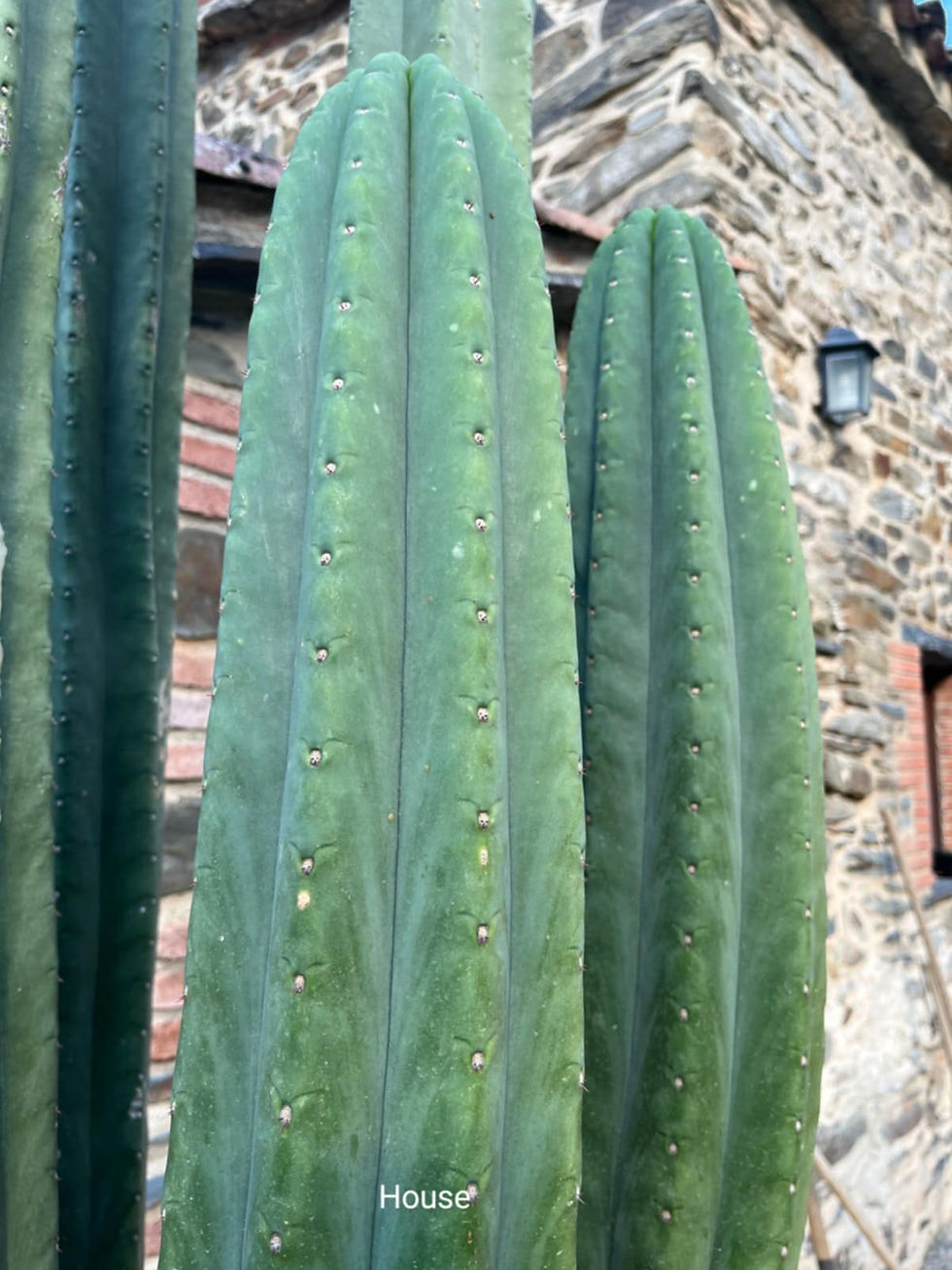 PPK139 - Pachanoi 'House' x Pachanoi 'Primero'